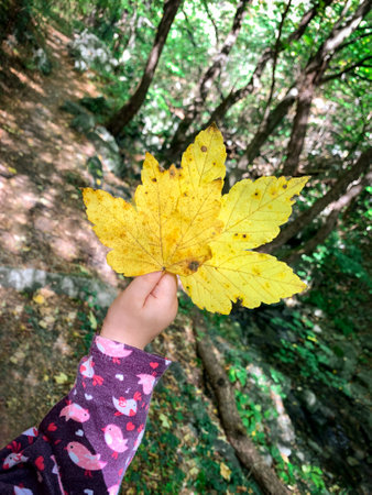 Child hand holding a yellow autumn leaves in the forest background.の写真素材