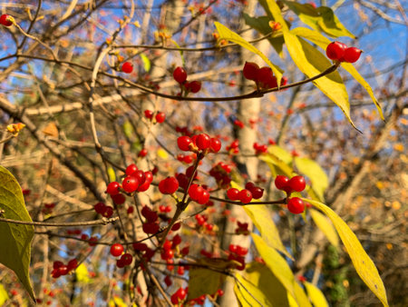 Red berries on a branch in the woods, also known as Amur honeysuckle. Colorful autumn background.