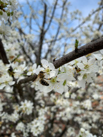 Close up flying honey bee pollinating white blossoms of a plum tree over blue sky background.の写真素材