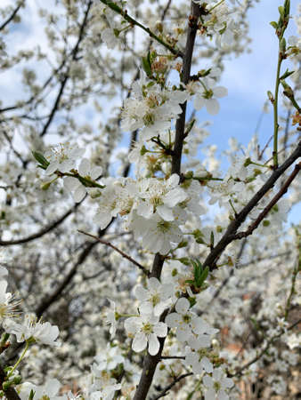 Early spring blooming branch of cherry plum with white flowers. Spring wallpaper, blur background with blue sky.の写真素材