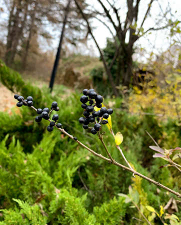 Selective focus of Bunch of black berries of common wild privet in early autumn forest blured background.の写真素材