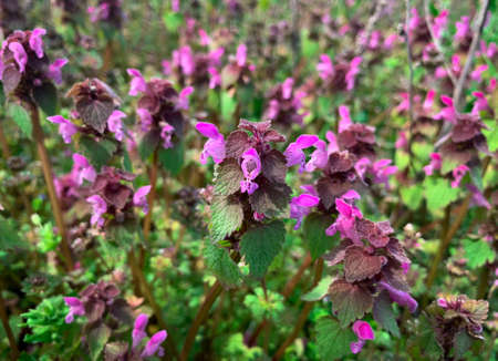 Spring meadow full of blooming purple dead nettle flowers, also know as Lamium purpureum, Purple archangel and Velikdenche.の写真素材