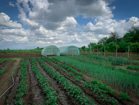 Green field of potato, onion, garlic and beans plants in early summer with greenhouse on background. Organic farm in family garden.の写真素材