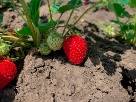 Close up view of organic strawberries over soil in summer.の写真素材
