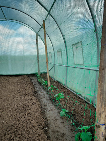 Growing organic cucumbers in a greenhouse. Healthy vegetables with no pesticide. Organic farming.の写真素材