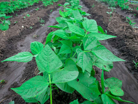 Irrigated row of organic beans crops in a farm field. Bio agriculture without pesticides.の写真素材