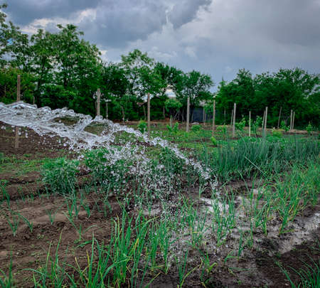 Watering plants in a farm field. Growing rows of organic onion and garlic.の写真素材