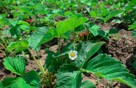 Plantation of growing organic red strawberries and blooming strawberry flowersの写真素材