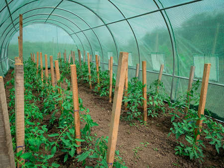 Tied organic tomatoes in the ranks of the greenhouse. Inside view of greenhouse with no pesticides growing plants.の写真素材