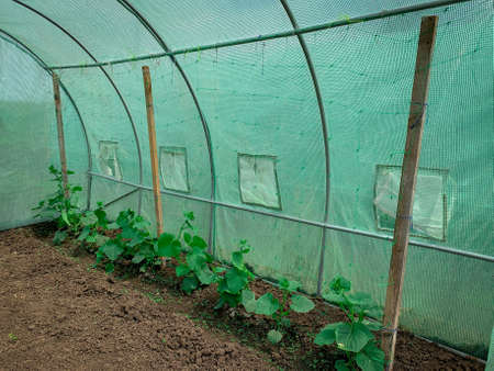 Open greenhouse inside with row of organic cucumber early plants.の写真素材
