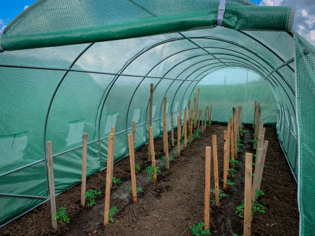Organic farm greenhouse with young tomato plants growing inside.の写真素材