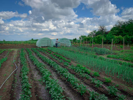 Country side bio family farm with green fields and greenhouses and farmer on the background. Organic vegetablesの写真素材