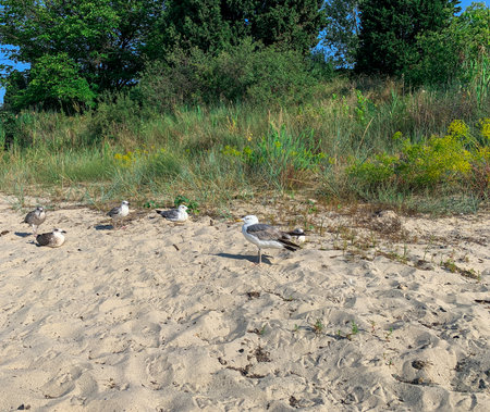 Sea gulls on the beach in a summer morning.の写真素材