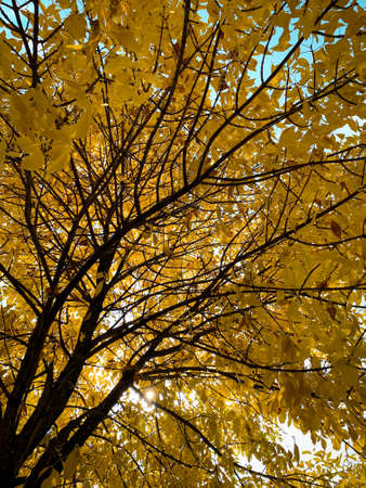 Autumn yellow leaves. Golden fall tree. Under the branches of autumn tree with beautiful yellow leaves.の写真素材