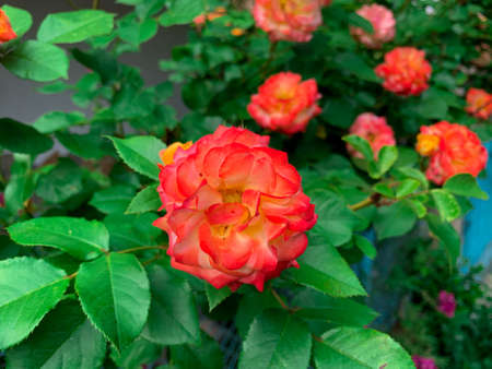 Blooming garden roses with colorful red and yellow flowers.の写真素材