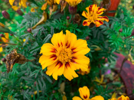 Vibrant orange African Marigold flower with red and yellow petals.の写真素材
