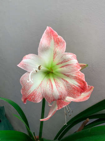 Blooming Moth orchid flower with  white and purple petals. Moon orchid. Anggrek bulan.の写真素材