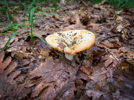 Close up Russulaceae mushroom in the autumn forest among dry leaves.の写真素材