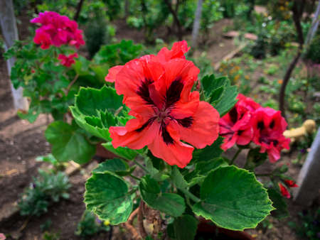 Close up blossom vivid red garden geranium flower, also known as pelargonium hortorum.の写真素材