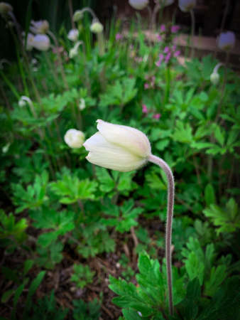 Single blooming bud of white flower, also known as Snowdrop anemone.の写真素材