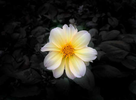 Close up isolated bright yellow Garden dahlia.の写真素材