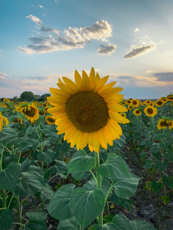 Close up beautiful sunflower in blooming sunflowers field under sunset cloudy sky.の写真素材