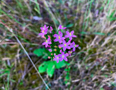 Blooming flowers of European centaury herb also known as Common centaury, Bitter herb and Centaurium erythraea.の写真素材