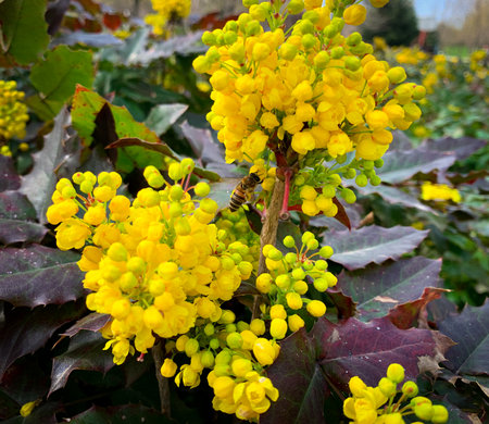 Honey bee collecting pollen from flowers of Oregon grape also known as Tall oregon grape, Mountain grape, Hollyleaved barberry and Berberis aquifolium.の写真素材