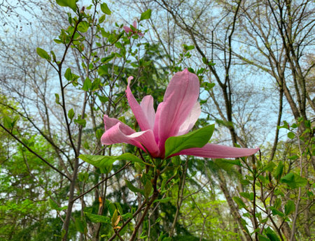 Pink flower of magnolia blooming against spring woods background.の写真素材