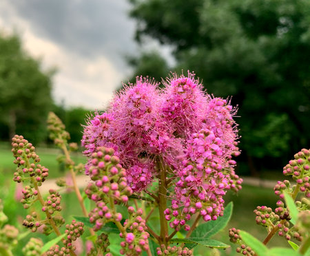 Close up Western spirea flower. Summer violet blooming flowers known also as Rose spirea, Steeple...