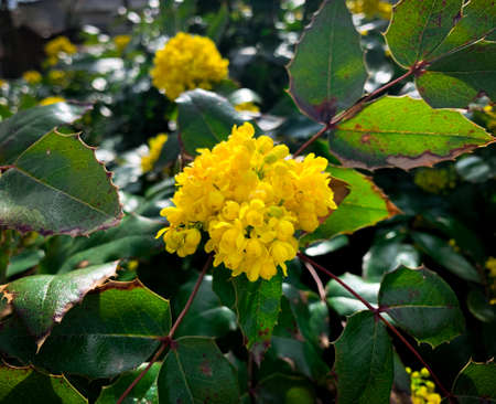 Blooming yellow flowers of Oregon grape also known as Tall oregon grape, Mountain grape, Hollyleaved barberry and Berberis aquifolium.の写真素材