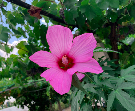 Blooming Swamp rose mallow, a species of Hibiscus also know as Crimsoneyed rose-mallow, Rose-mallow, Eastern rose-mallow and Hibiscus moscheutos.の写真素材