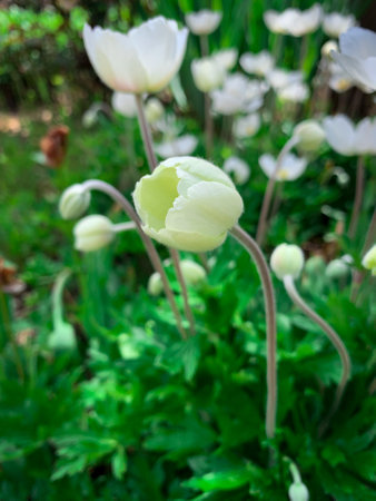 Snowdrop anemone flower bud about to bloom in field of white flowers.の写真素材