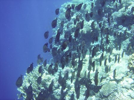angelfish and coral reef                               