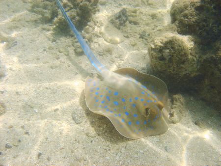 bull ray in the Red sea                                