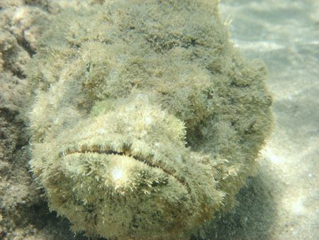  coral fish in the Red sea                              