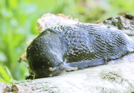 big black slug is creepung on a birchの写真素材