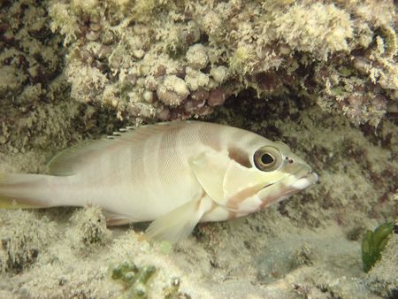  angelfish in the red sea                               