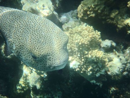  angelfish in the Red sea                                