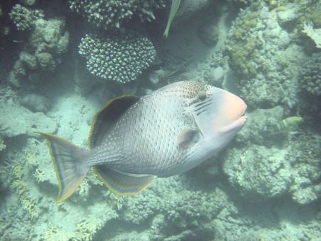 angelfish in the Red sea                         