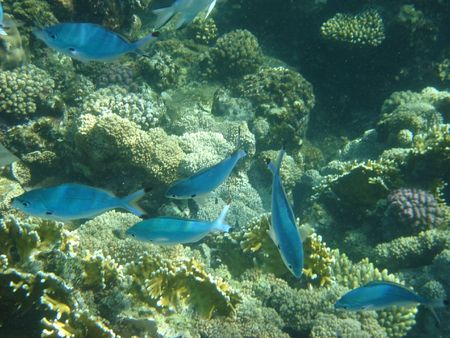 coral fish in the Red sea