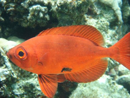 coral fish in the Red seaの写真素材
