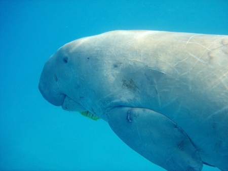 sea cow in the Red seaの写真素材