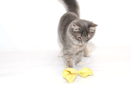 Grey kitten playing and pawing at a toy の写真素材