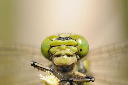 macro portrait  great dragonfly (Aeschna grandis)の写真素材
