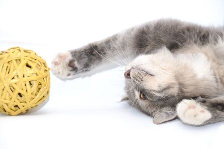 Grey kitten playing with yellow ballの写真素材