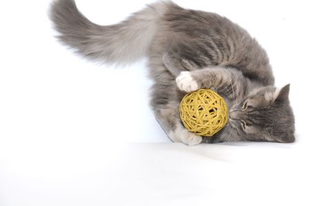 Grey kitten playing with yellow ballの写真素材