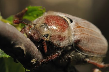 may-bug (Melolontha vulgaris) close-up .の写真素材