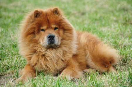  red chow On a green grassの写真素材