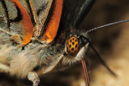 portrait butterflyの写真素材